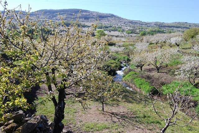 Plasencia, Monfragüe y la floración del cerezo - Excursiones desde Madrid (26)